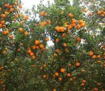 Orange In Gulmi