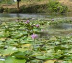 Tal Pokhari