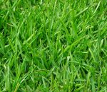 Grass Rush Juicy Green 53504.jpeg