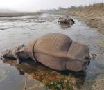 Gainda Rhino Death In Chitwan 768x576
