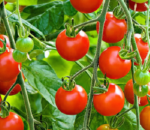 Tamatar_copy_576x280