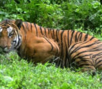 Bagha 460770622