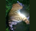 Tiger Nawalpur1 1694667363