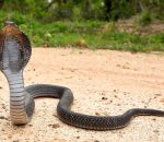 Snake Bite